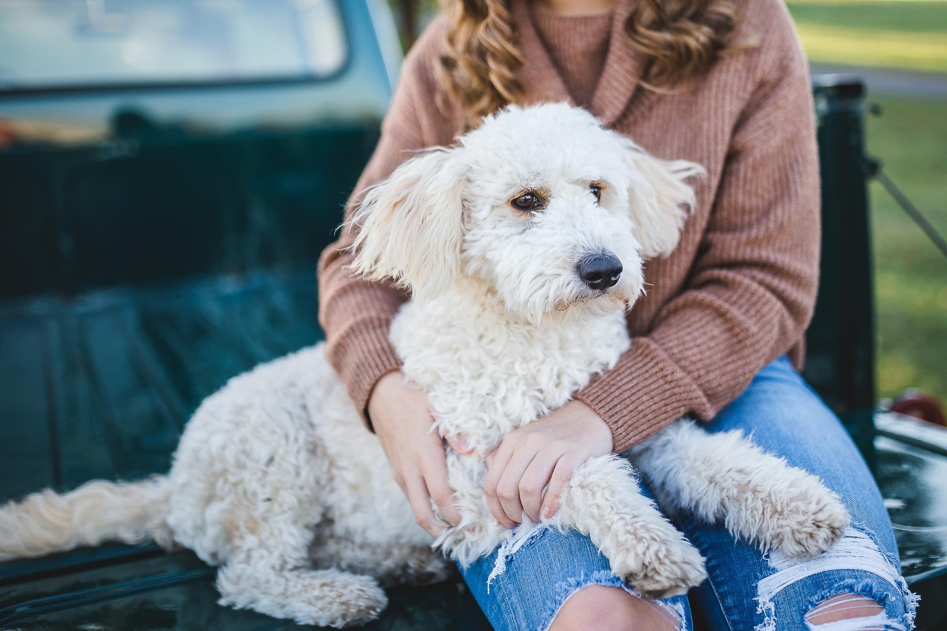 How to Find Trusted Pet Services in a New City
